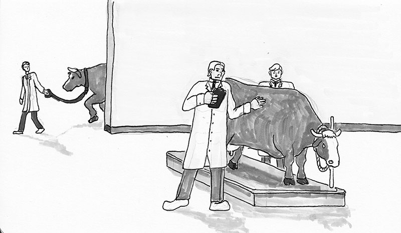 Austrian vets help a cow with hoof and mouth disease