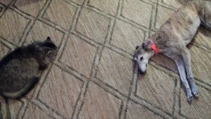 greyhound and Maine coon